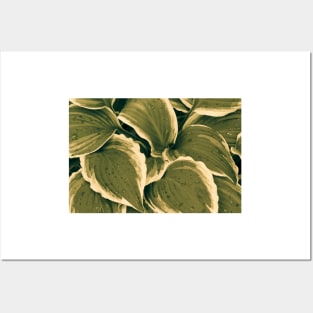 Hosta Leaves In The Rain 5 Posters and Art